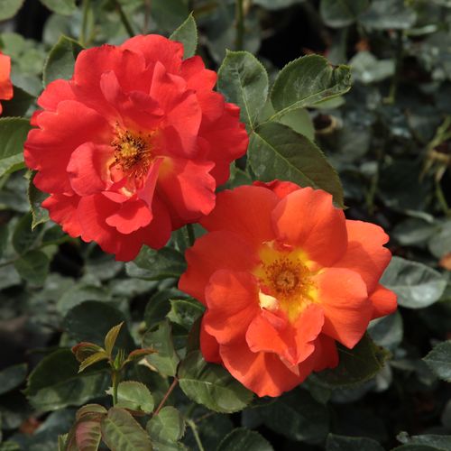 Rojo-naranja - Arbusto de rosas o rosas de parque